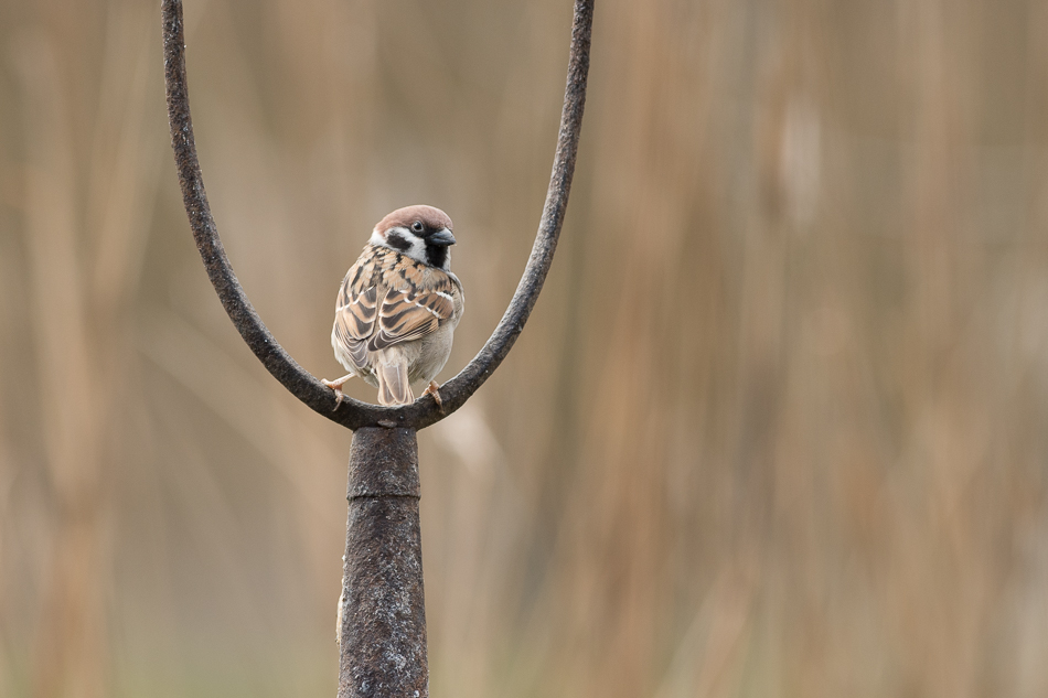 ringmus (Passer montanus)