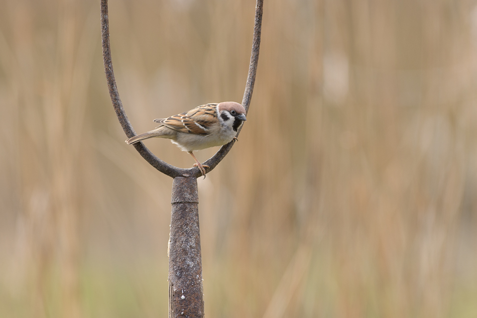 ringmus(Passer montanus)