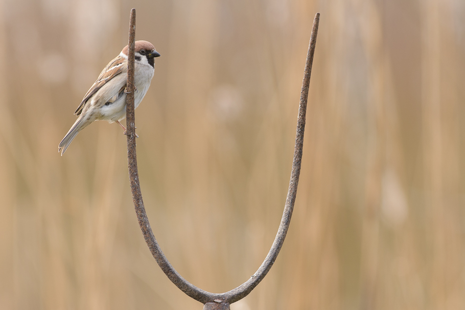 ringmus(Passer montanus)