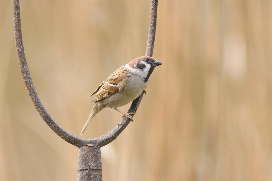 ringmus(Passer montanus)