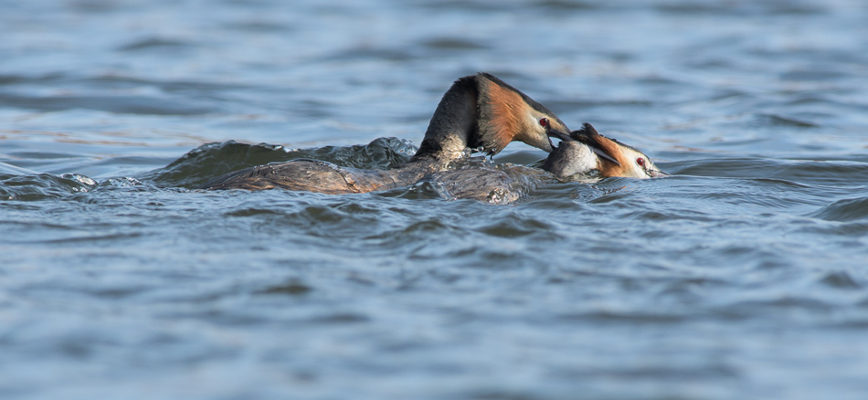 Fuut (Podiceps cristatus)