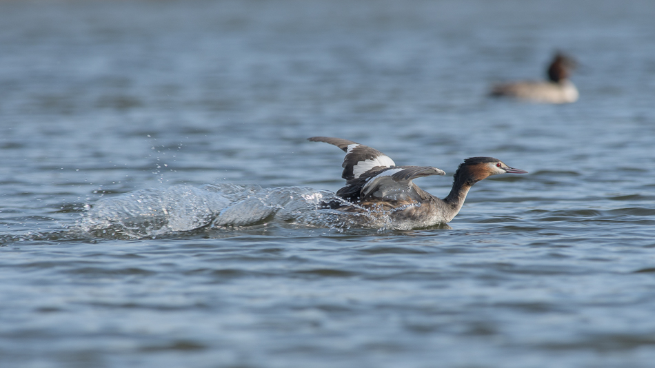 Fuut (Podiceps cristatus)