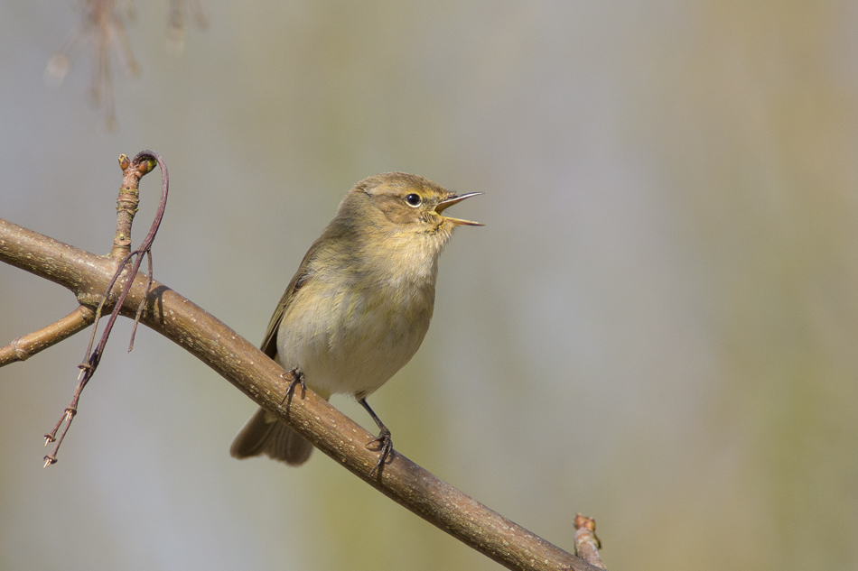 tjiftjaf (Phylloscopus collybita)