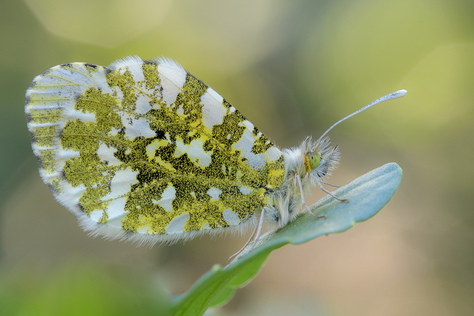 oranjetipje ( Anthocharis cardamines)