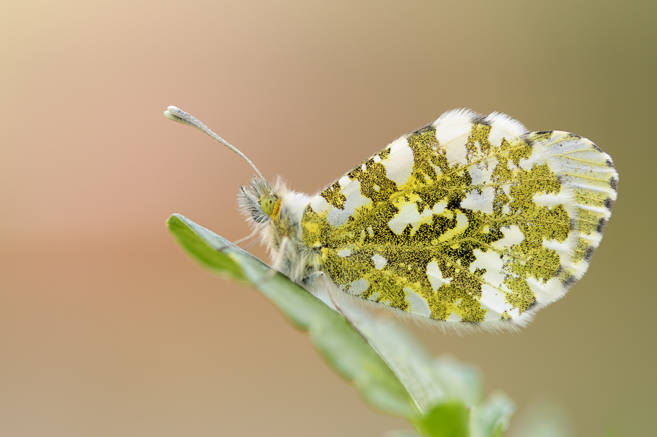 oranjetipje ( Anthocharis cardamines)