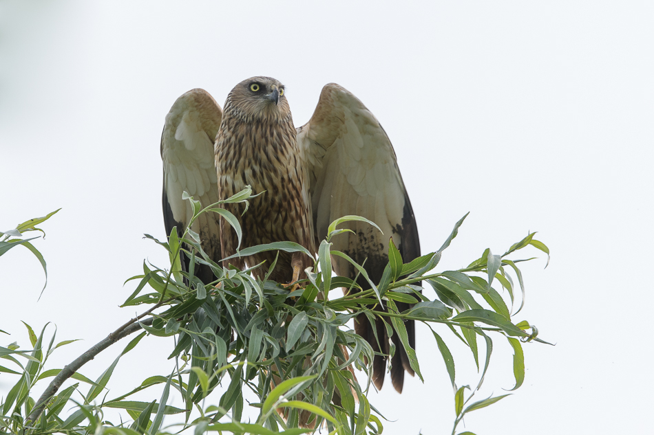 bruine kiekendief (Circus aeruginosus)