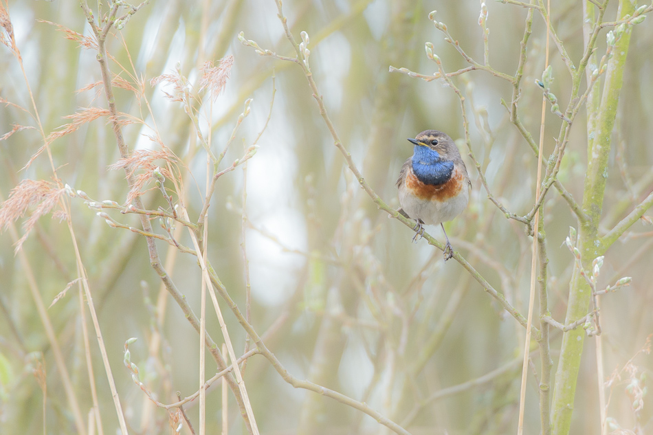 blauwborst (Luscinia svecica)