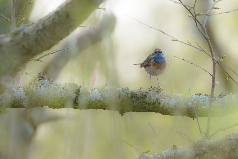 blblauwborst (Luscinia svecica)