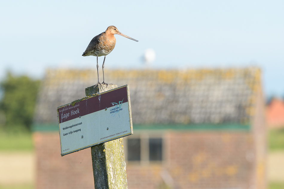 grutto (Limosa limosa)