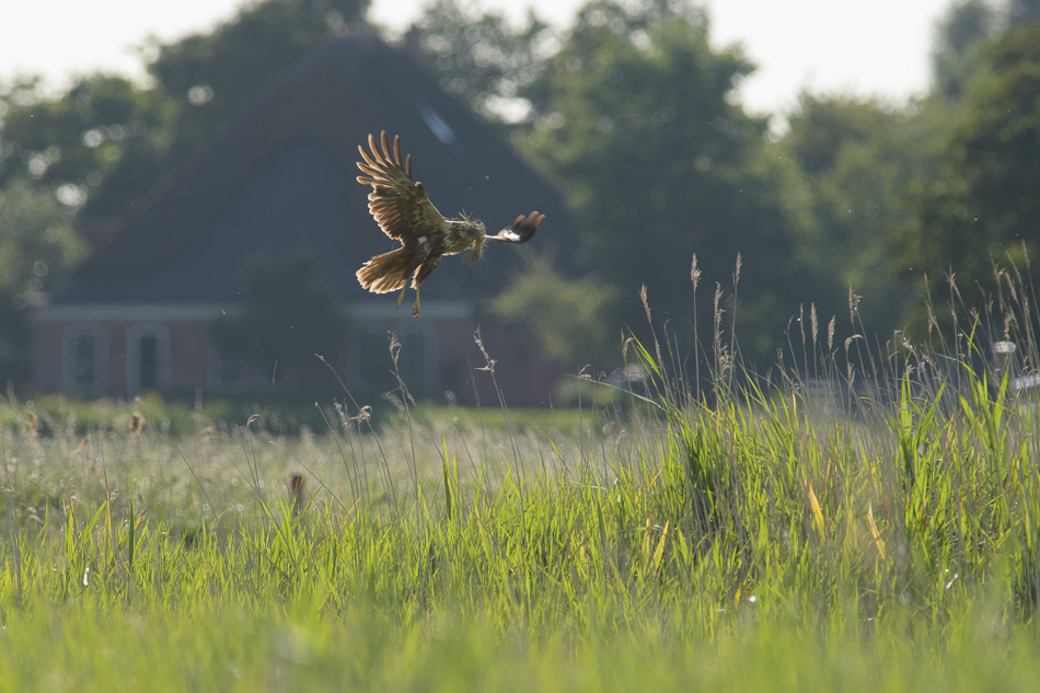 bruine kiekendief