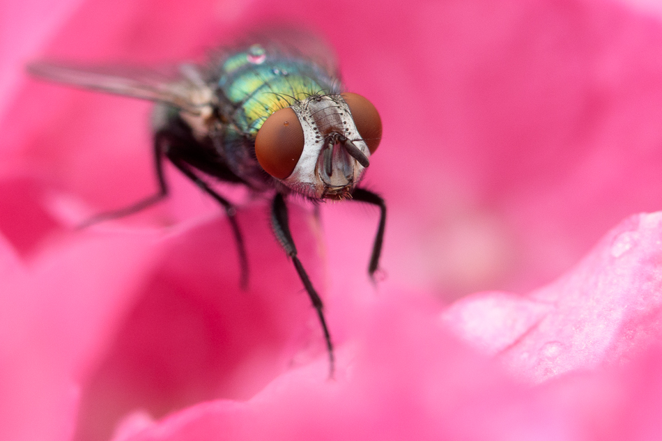 groene vleesvlieg(Lucilia sericata)