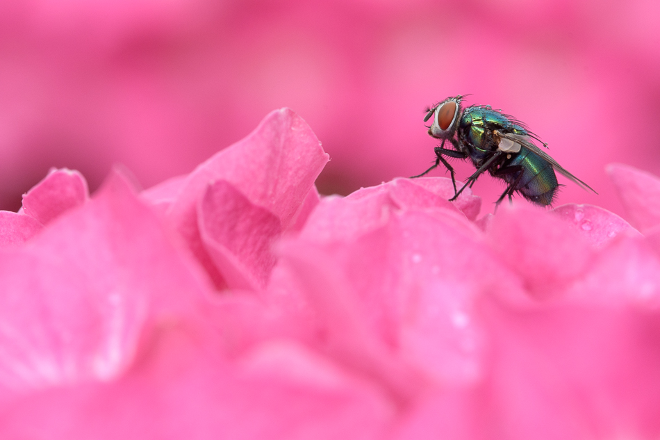 groene vleesvlieg(Lucilia sericata)