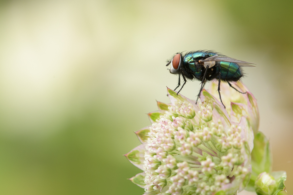 groene vleesvlieg(Lucilia sericata)