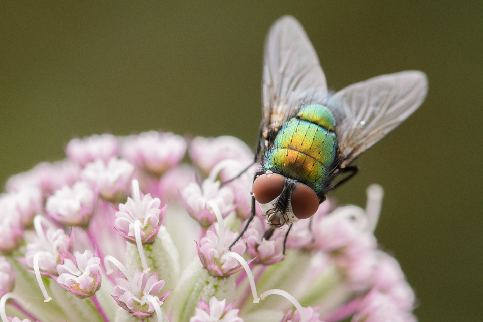 groene vleesvlieg (Lucilia sericata)