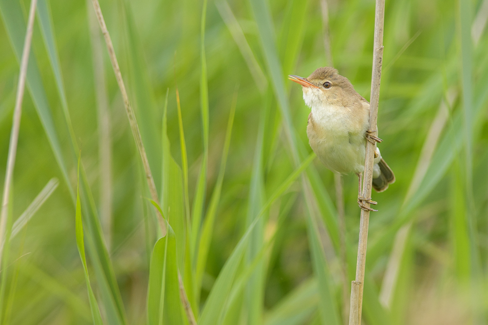 Acrocephalus scirpaceus)