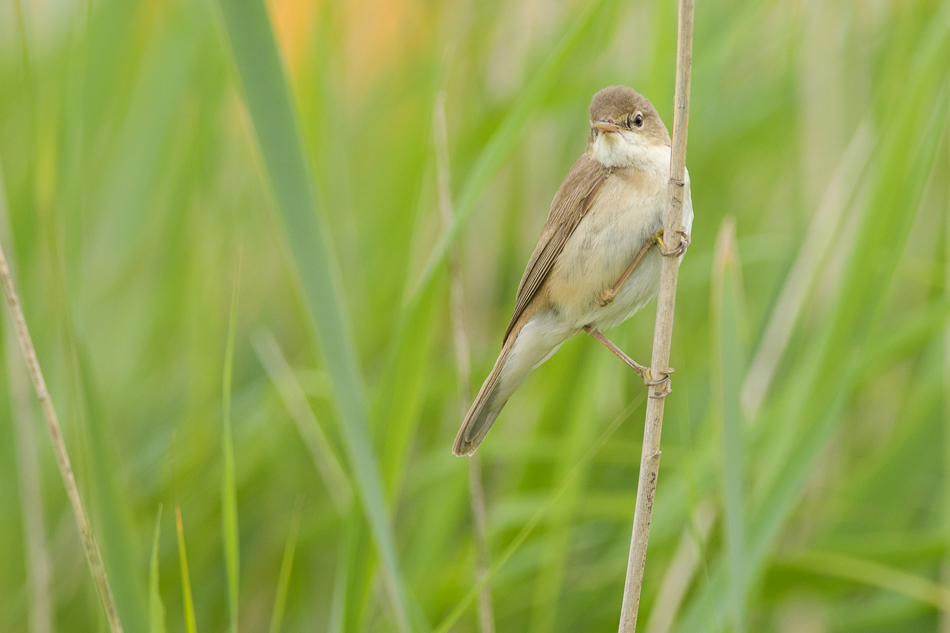 Acrocephalus scirpaceus)