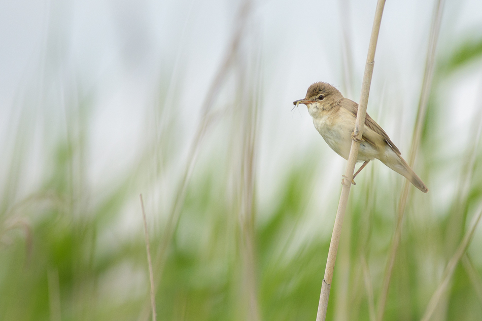 Acrocephalus scirpaceus)