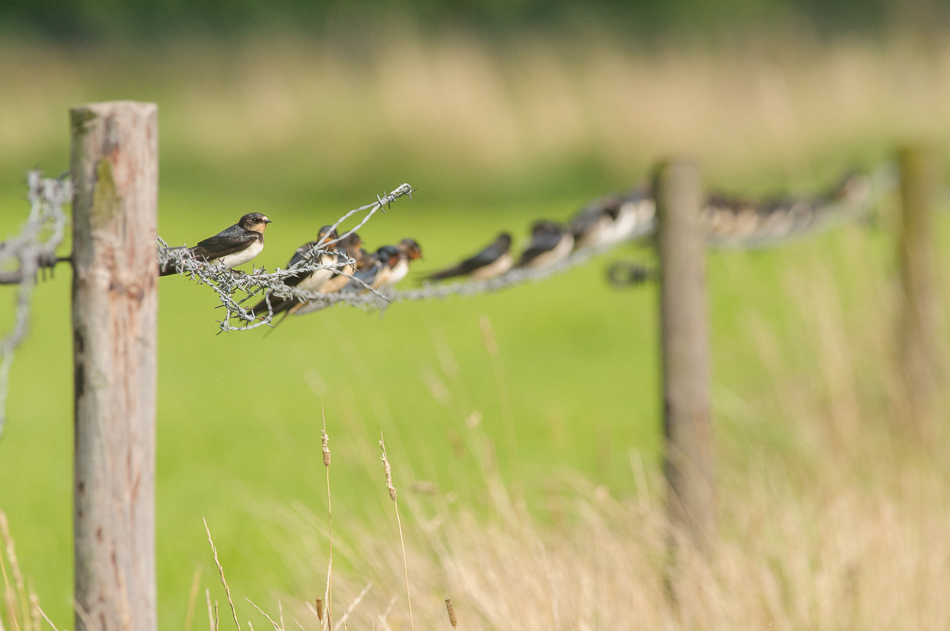 boerenzwaluw (Hirundo rustica)