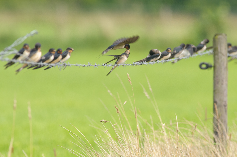 boerenzwaluw (Hirundo rustica)