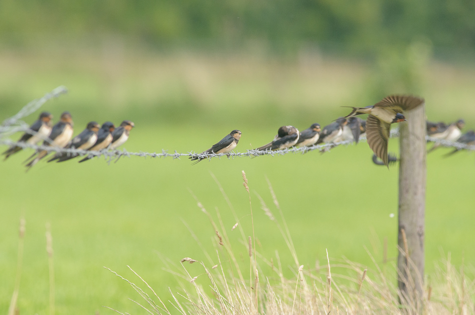 boerenzwaluw (Hirundo rustica)