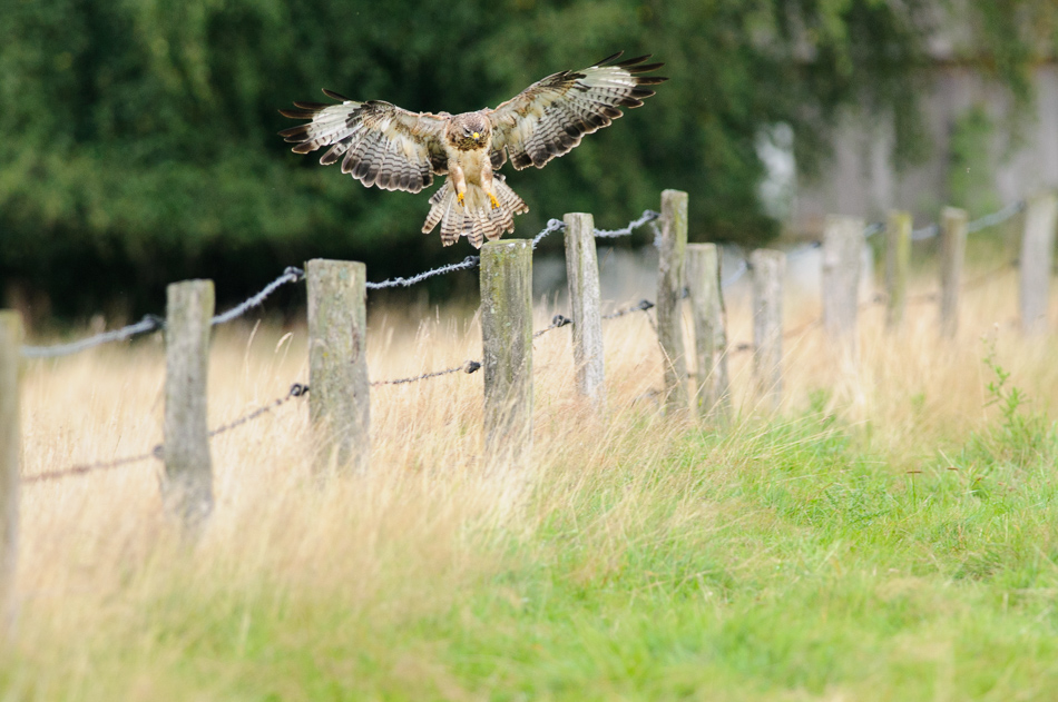 Buizerd (Buteo buteo)