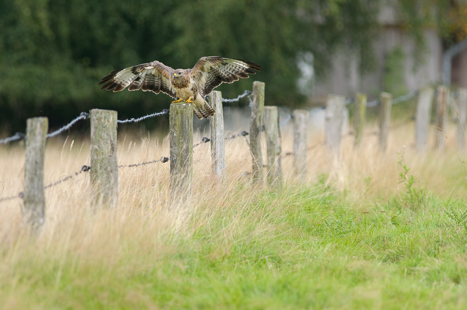 Buizerd (Bureo buteo)