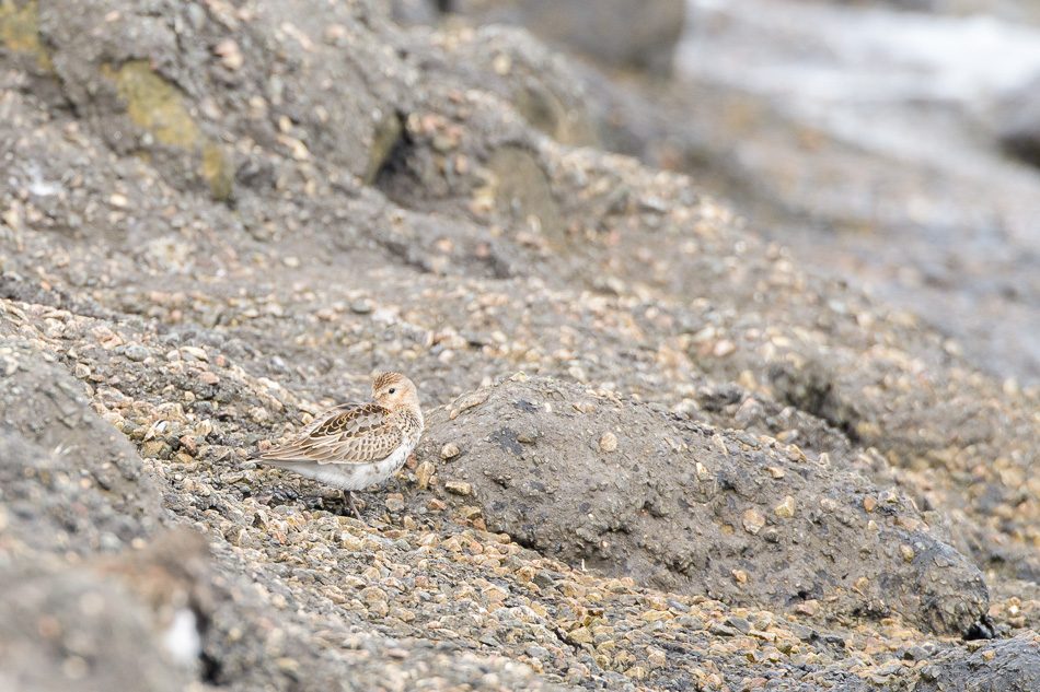 bonte strandloper