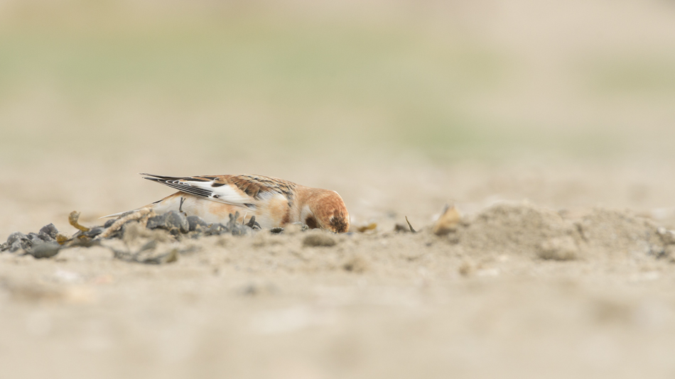 sneeuwgors (Plectrophenax nivalis)