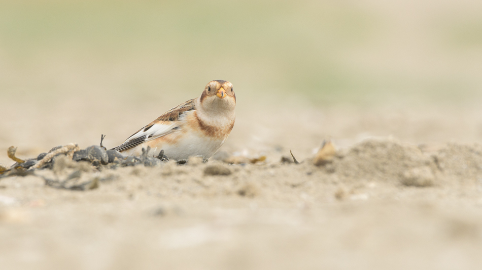 sneeuwgors (Plectrophenax nivalis)