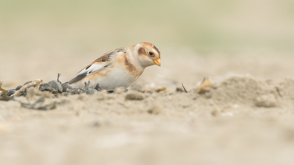 sneeuwgors (Plectrophenax nivalis)