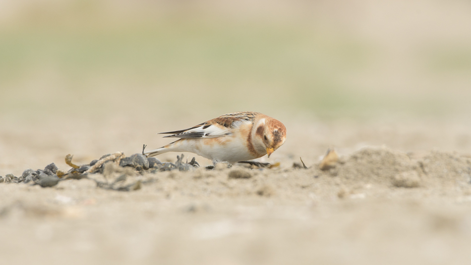 sneeuwgors (Plectrophenax nivalis)