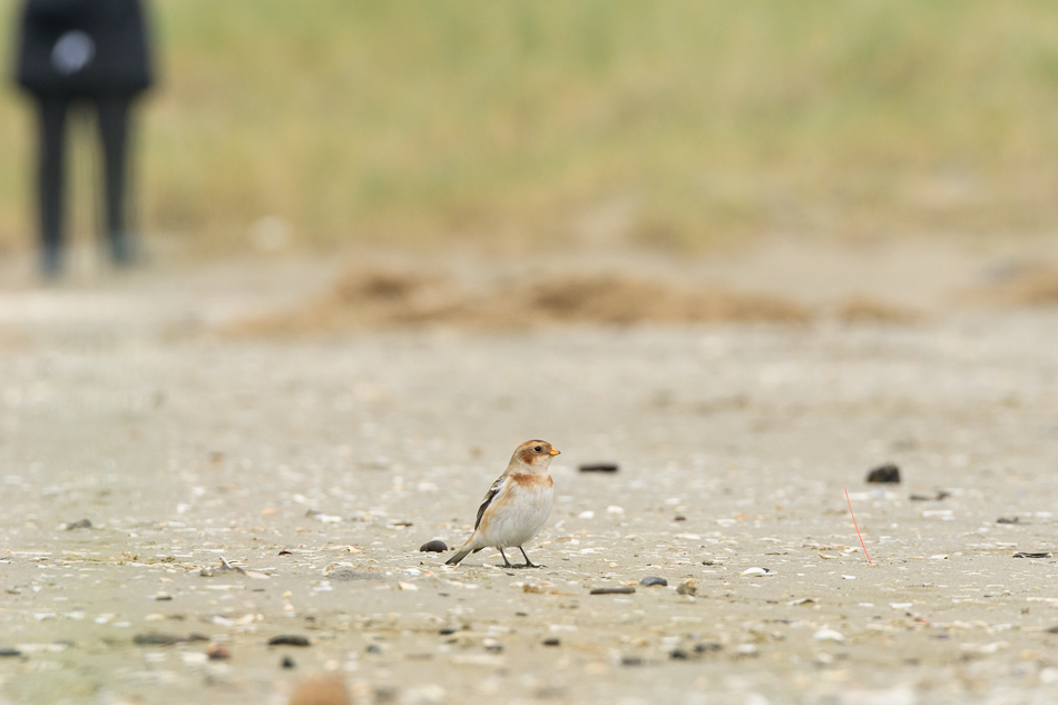 sneeuwgors (Plectrophenax nivalis)