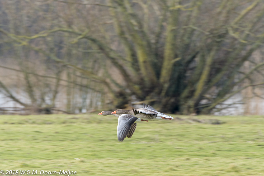 grauwe gans