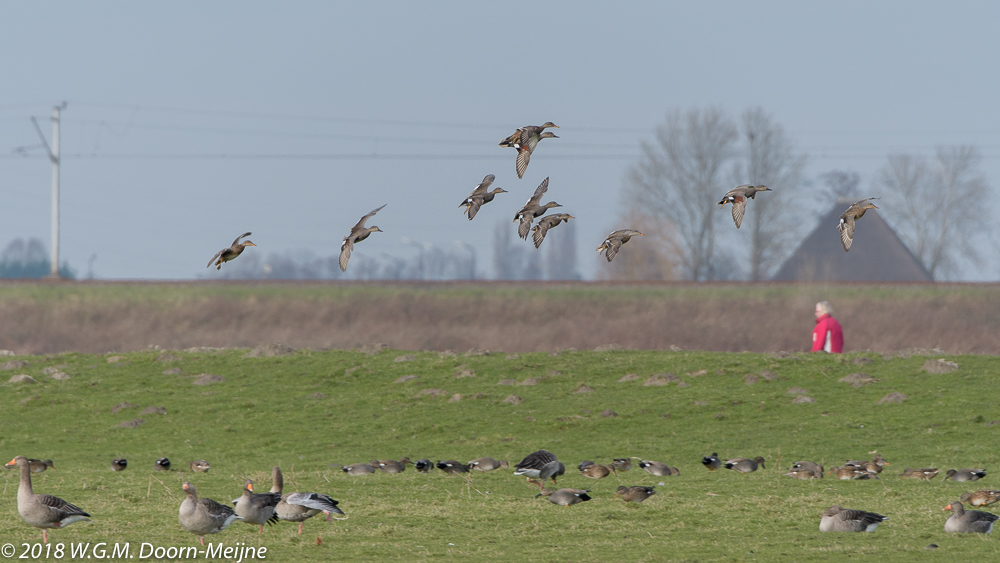 kramsvogel