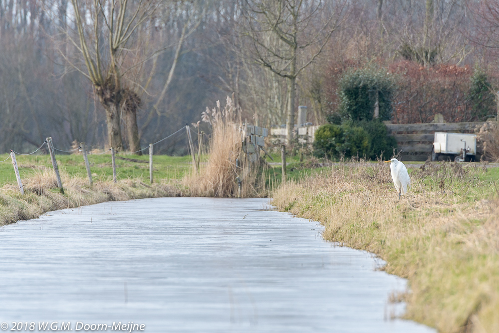 grote zilverreiger