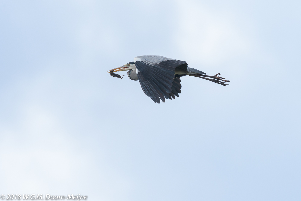 Blauwe reiger