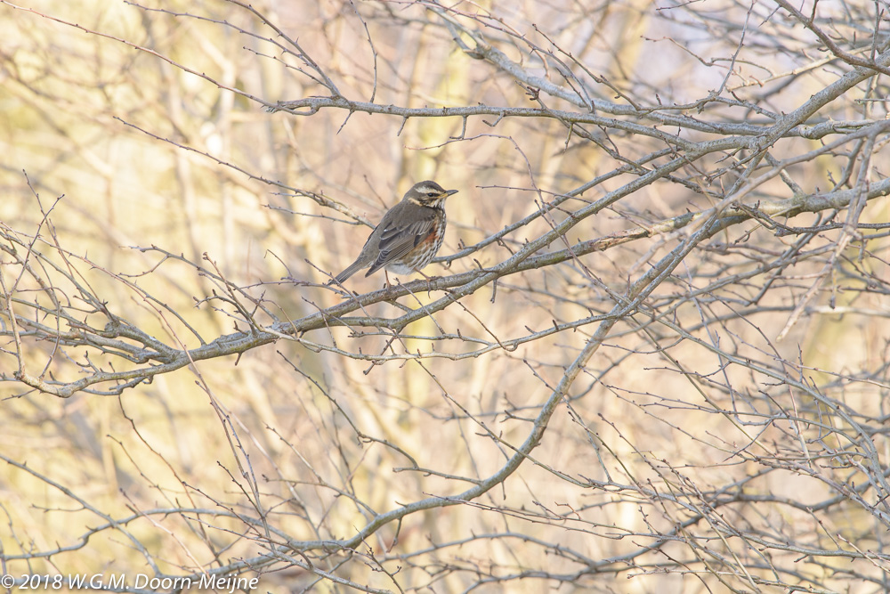 koperwiek(Turdus iliacus)