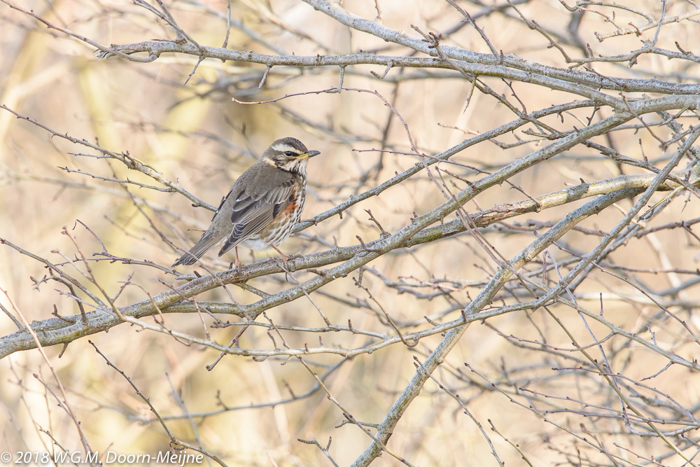 koperwiek(Turdus iliacus)