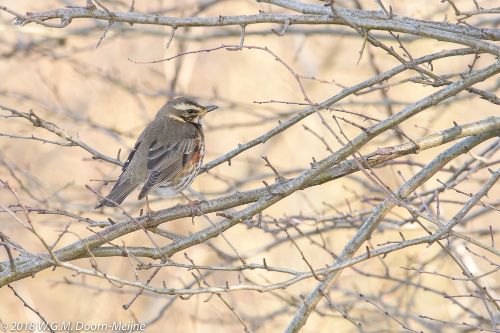 koperwiek(Turdus iliacus)