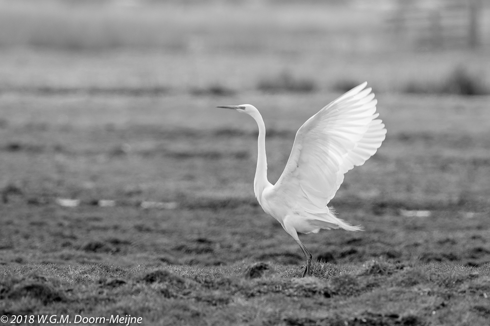 Grote Zilverreiger