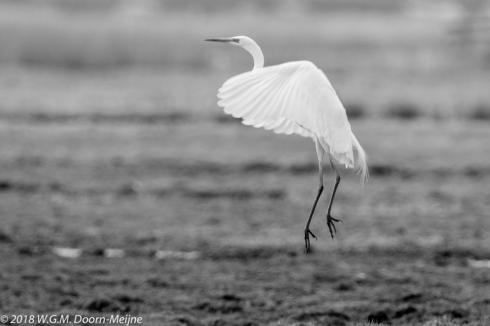 Grote Zilverreiger