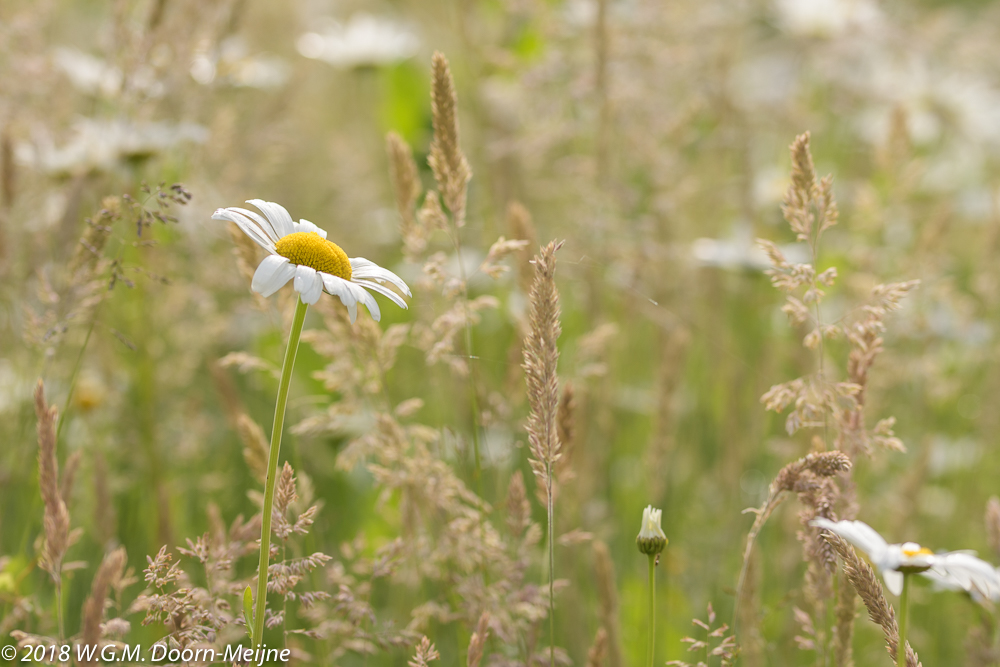 Margrieten