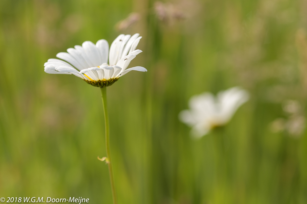 Margrieten