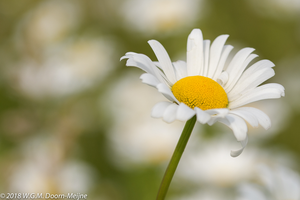 Margrieten