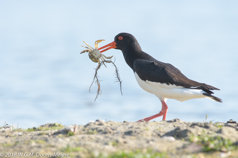 Scholekster (Haematopus ostralegus)