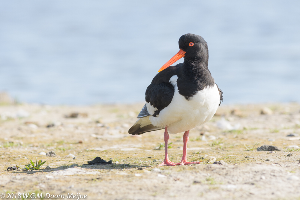 Scholekster (Haematopus ostralegus)