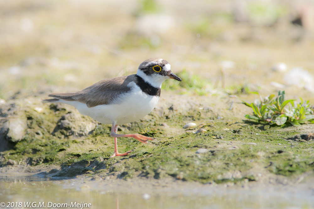 Kleine plevier (Charadrius dubius)