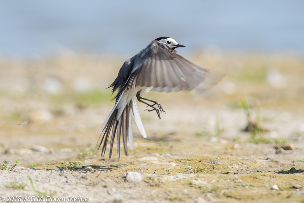 Witte Kwikstaart)Motacilla alba)