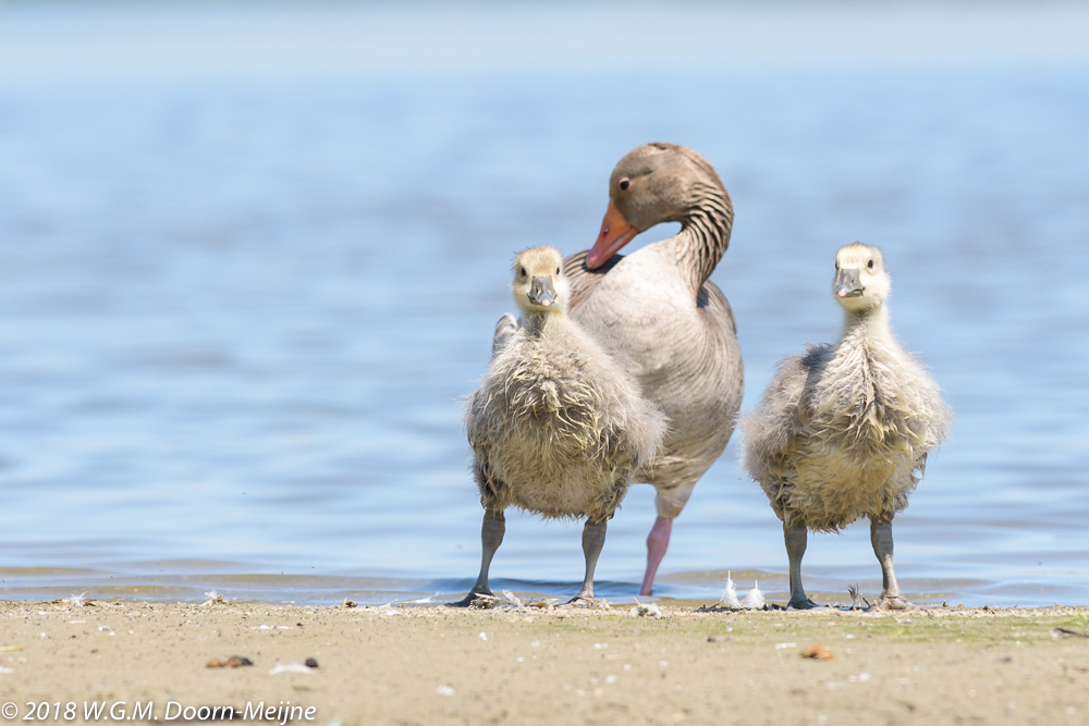 Grauwe gans