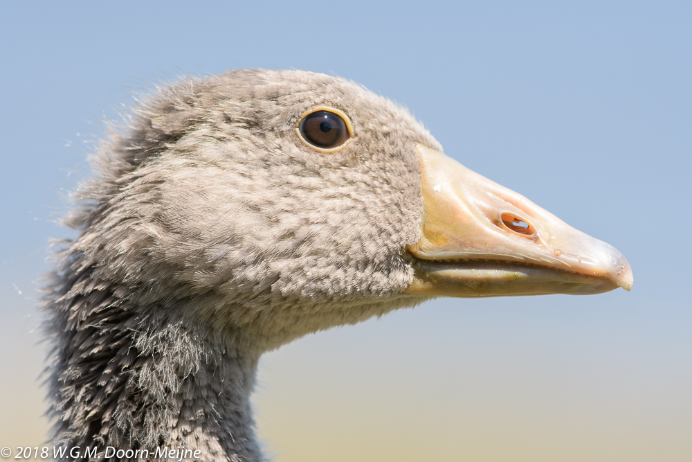 Grauwe gans